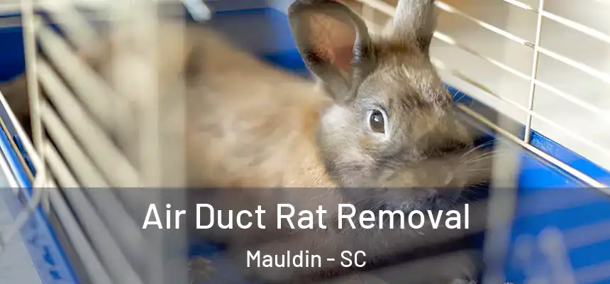  Air Duct Rat Removal Mauldin - SC